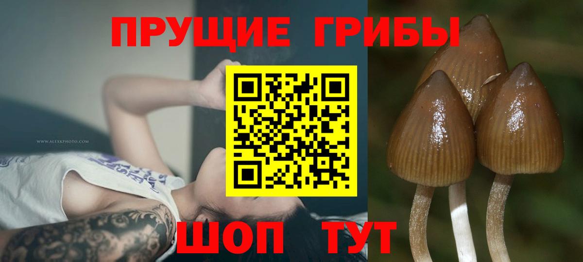 Галлюциногенные грибы прущие грибы Лабытнанги